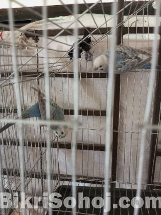 Adult budgriger pair